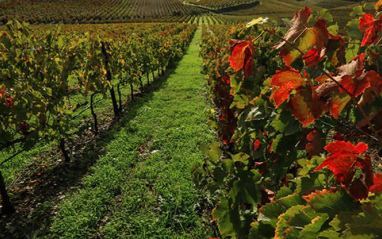 Viñas durante el otoño