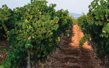 viñas sobre suelos arenosos con piedra