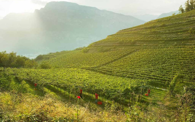 Viticultura de montaña