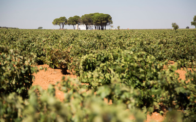 Vista de viñedo