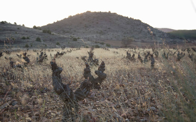 Viñedo de Breca