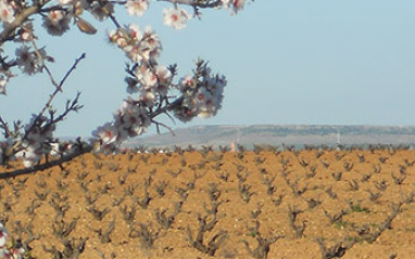 Primavera en el viñedo