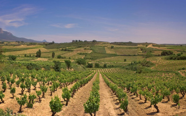 Viñedos en fase de floración