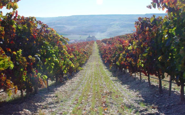 Viñedo de Protos al comienzo del otoño