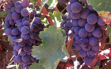 Las cepas de Mencía que encierran el próximo vino de Otero
