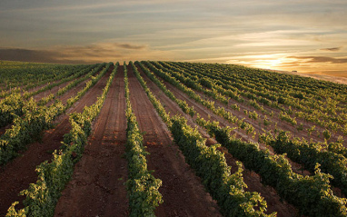 Bodegas Buezo
