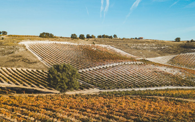 Bodegas Cepa 21