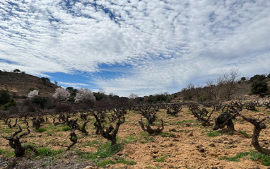 Cepas viejas del valle de Atauta