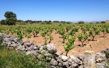 Viñedos de Galia