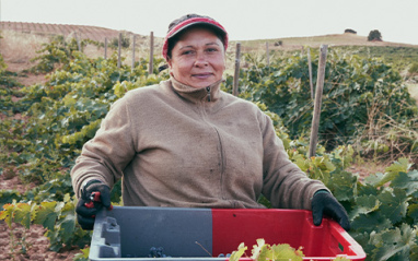 Recogida de la uva