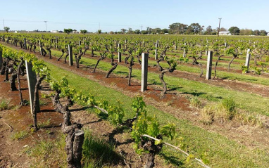 Viñedos
