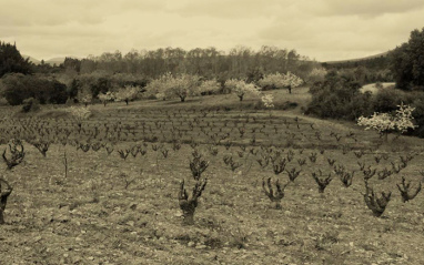 Cepas viejas de Seisdedos