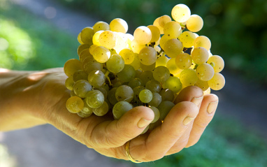 Albariño