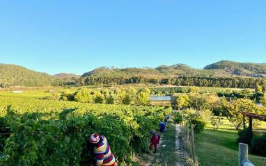 Vista del viñedo