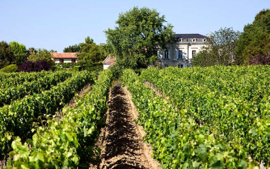 Viñedos Château Tessendey