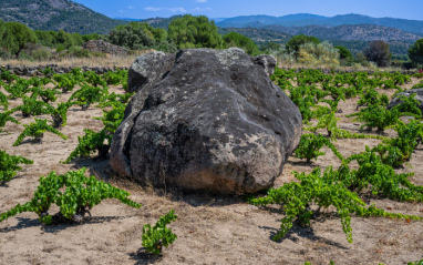 Piedra de gratino en forma de hipopótamo que da nombre a la viña. 