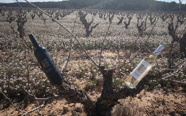 Vino en el viñedo