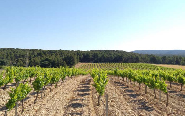 Vista del viñedo