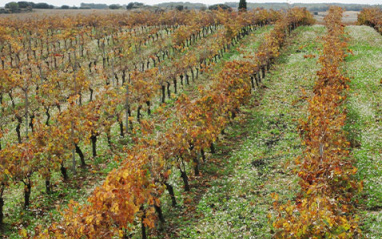 Viñedo