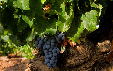 Garnachas típicas del Campo de Borja