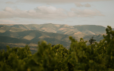 Vistas desde el viñedo