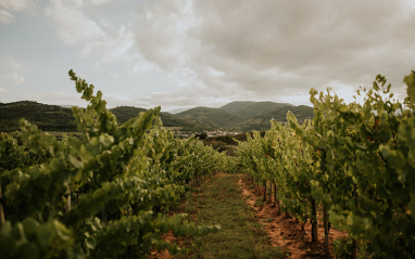 Las condiciones de las viñas son muy parecidas a las de Champagne