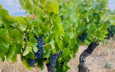 Racimo de Tempranillo en viñedo viejo