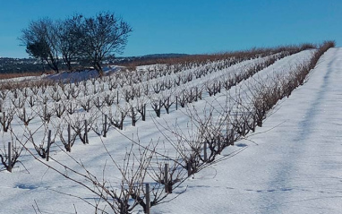 Viñedo nevado