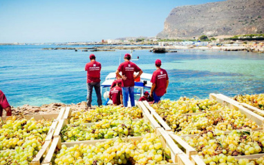 Viñedo frente al mar