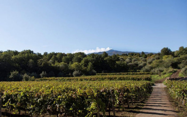 Viñedo 3