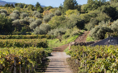 Viñedo 4