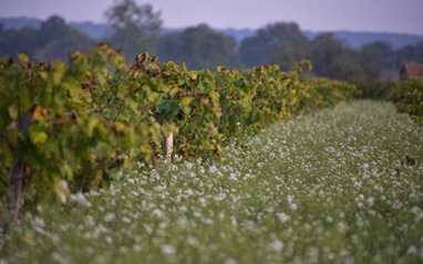 Viñedos de Mas Coutelou